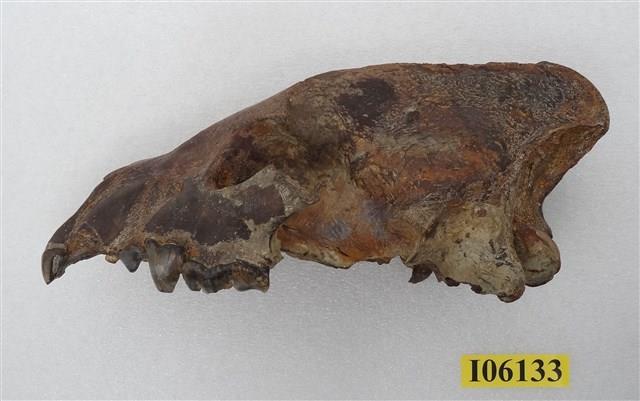 鬣狗頭部藏品圖，第2張